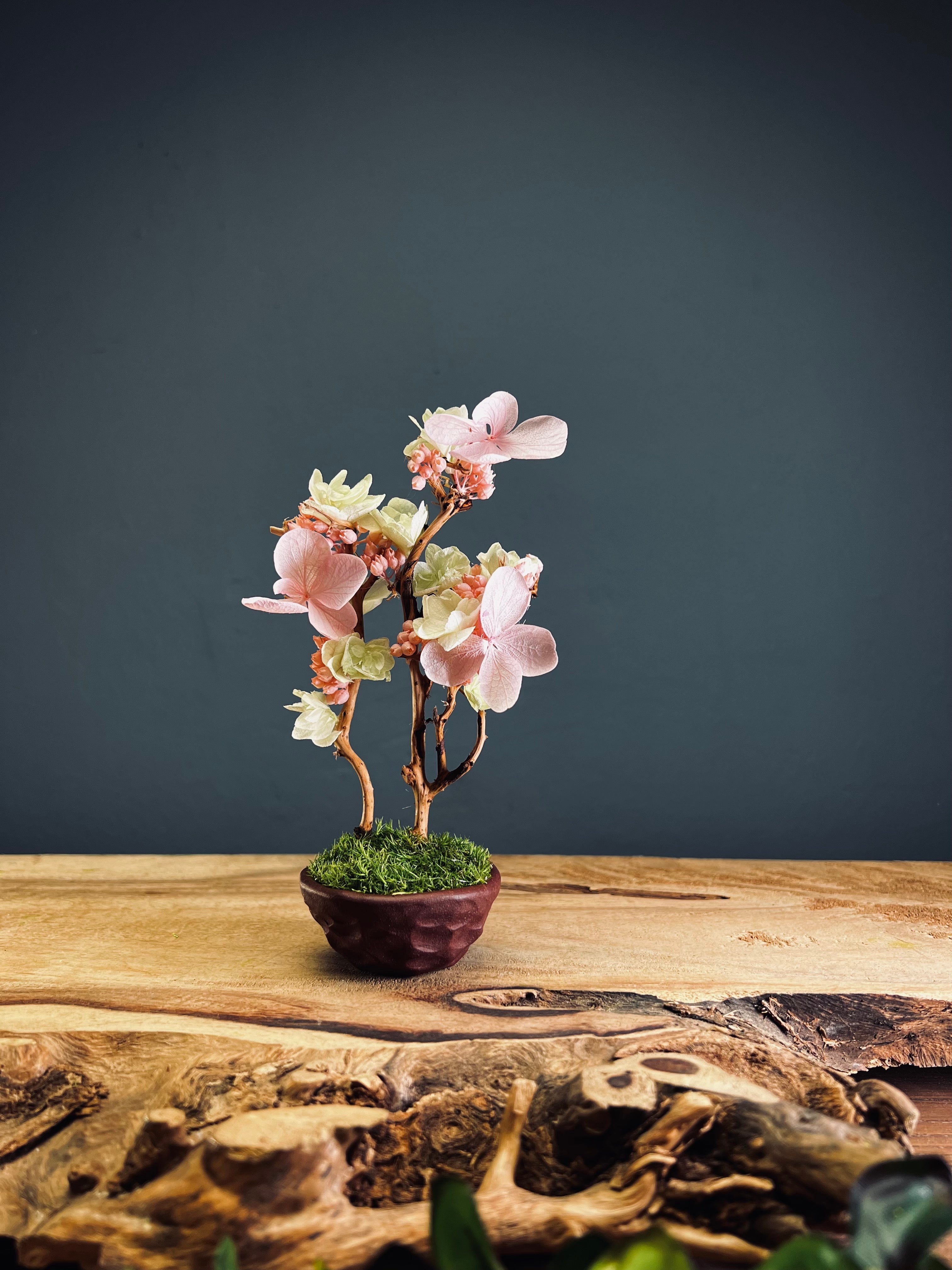 A Small Tree in the East - Cherry in Wait - Vermilion Clay edition (Preserved Plants)