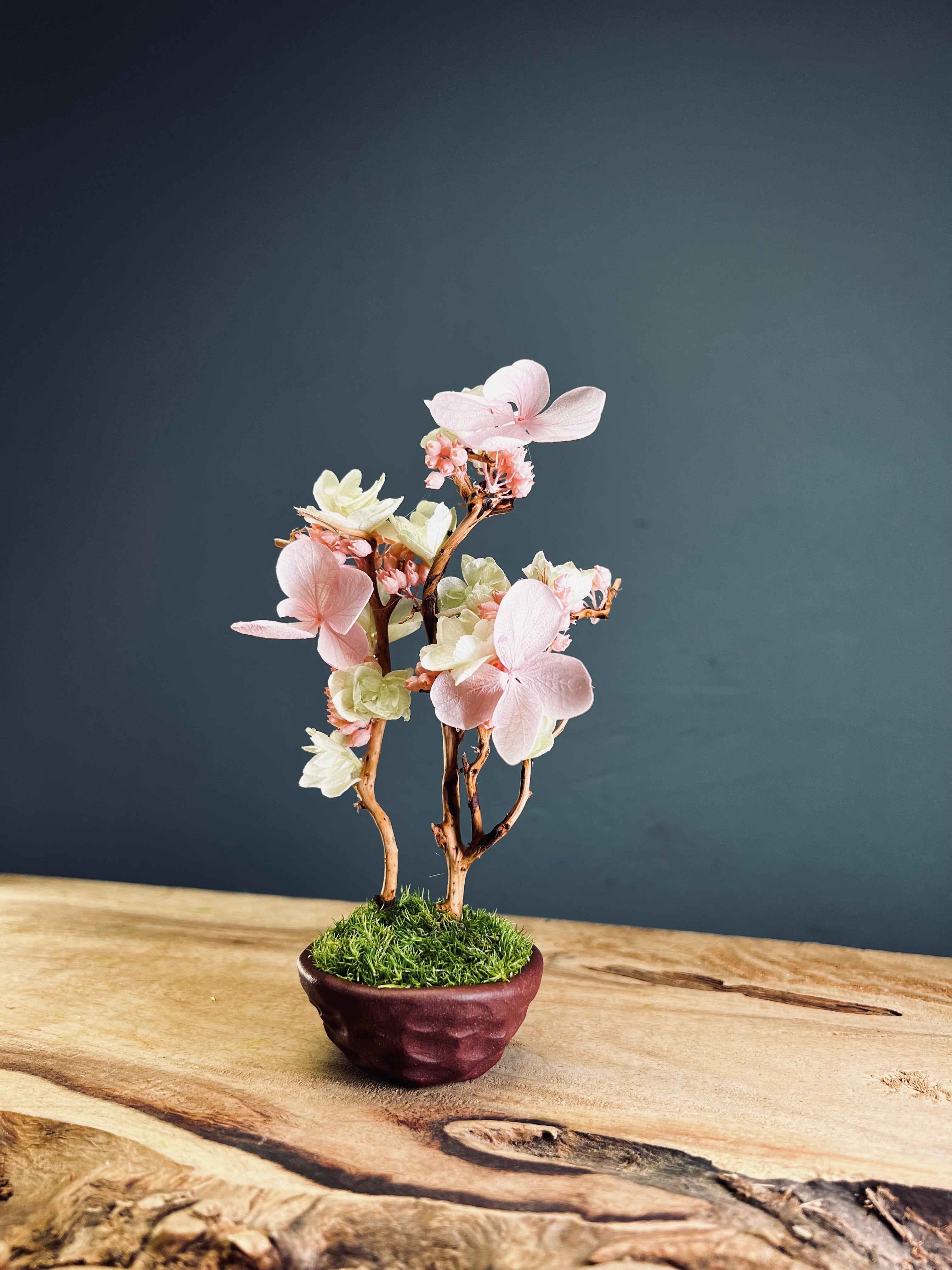 A Small Tree in the East - Cherry in Wait - Vermilion Clay edition (Preserved Plants)