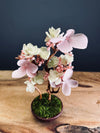 A Small Tree in the East - Cherry in Wait - Vermilion Clay edition (Preserved Plants)