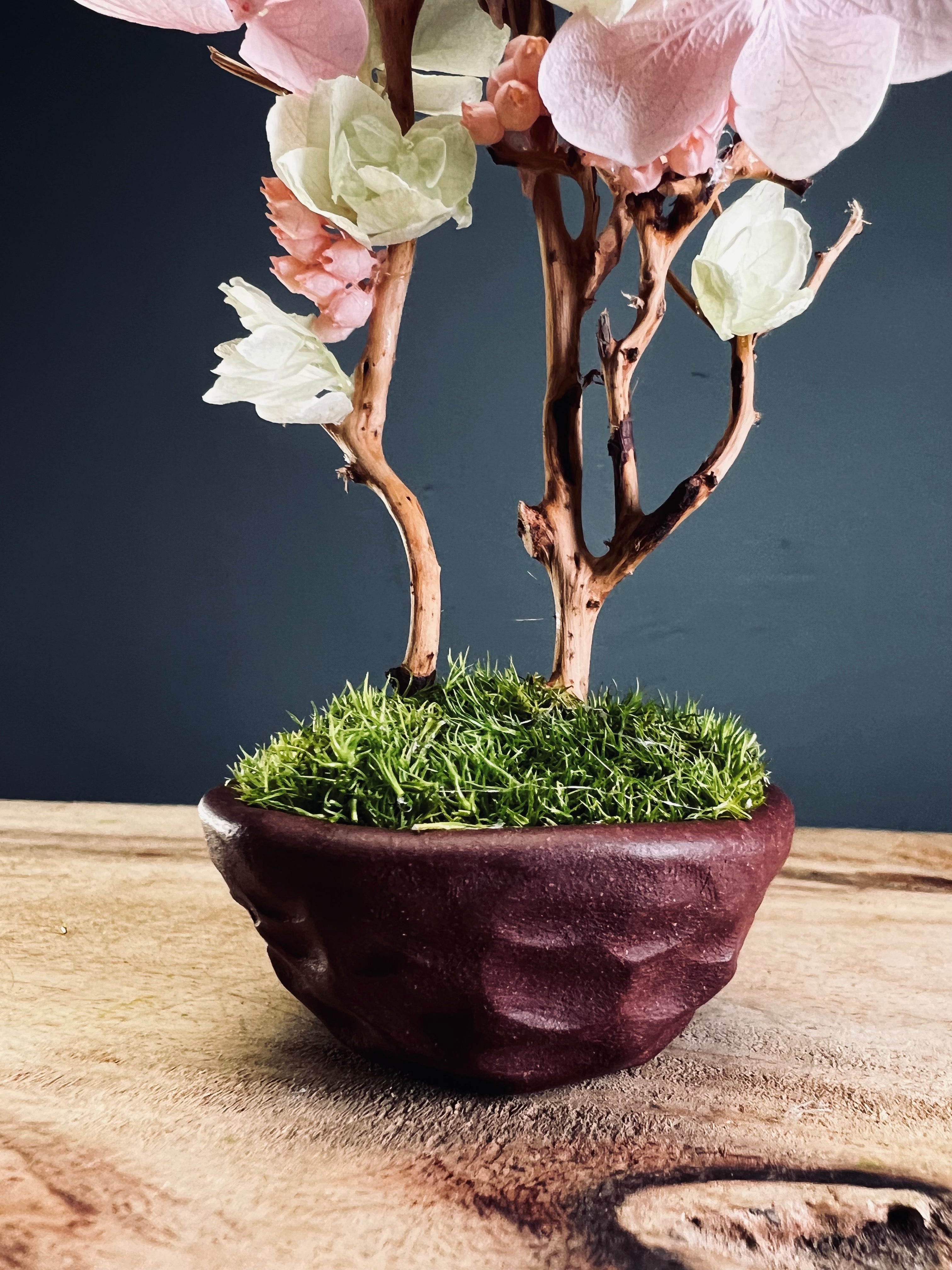 A Small Tree in the East - Cherry in Wait - Vermilion Clay edition (Preserved Plants)
