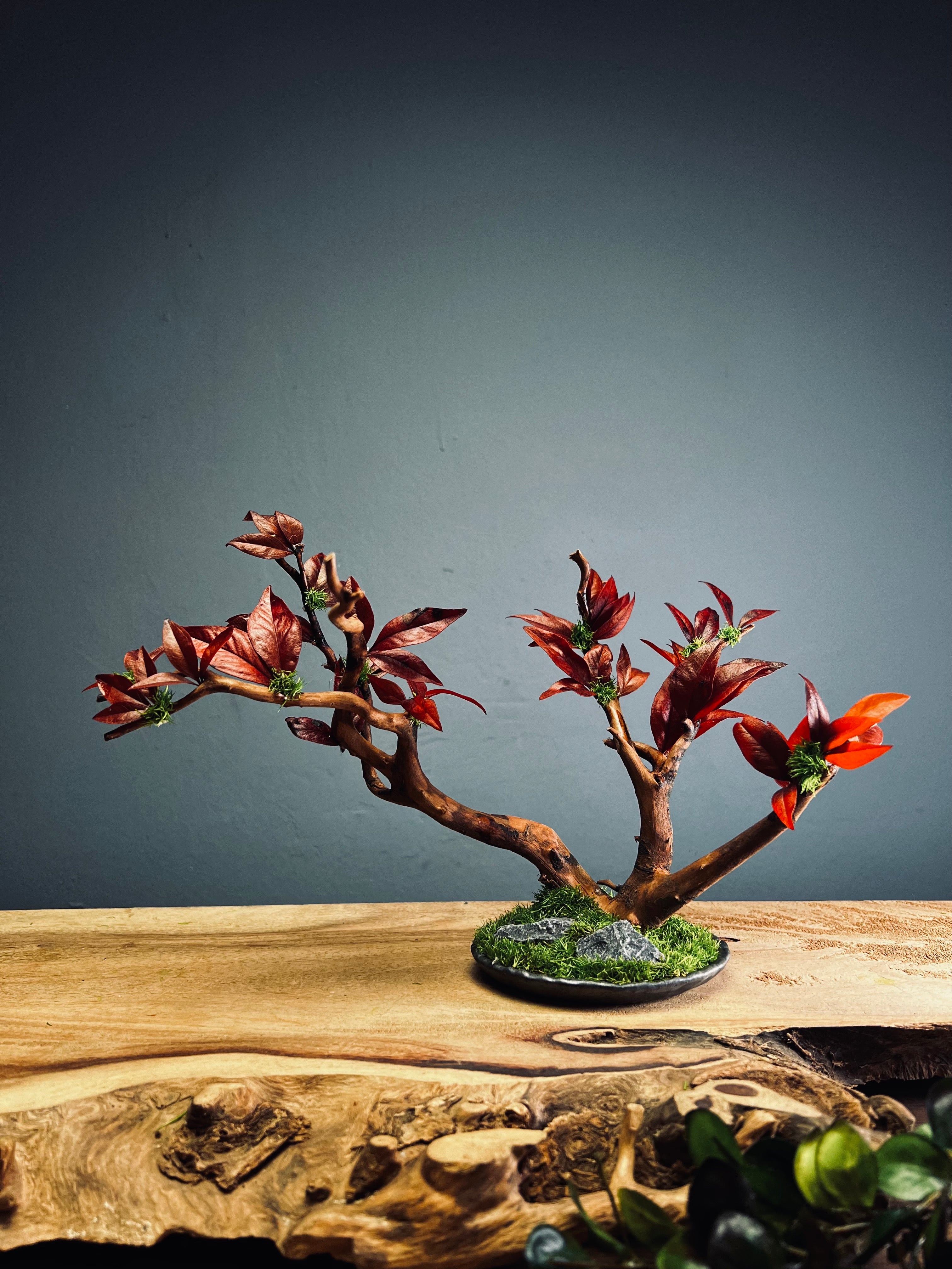 Theatre of Autumn (Preserved Plants)