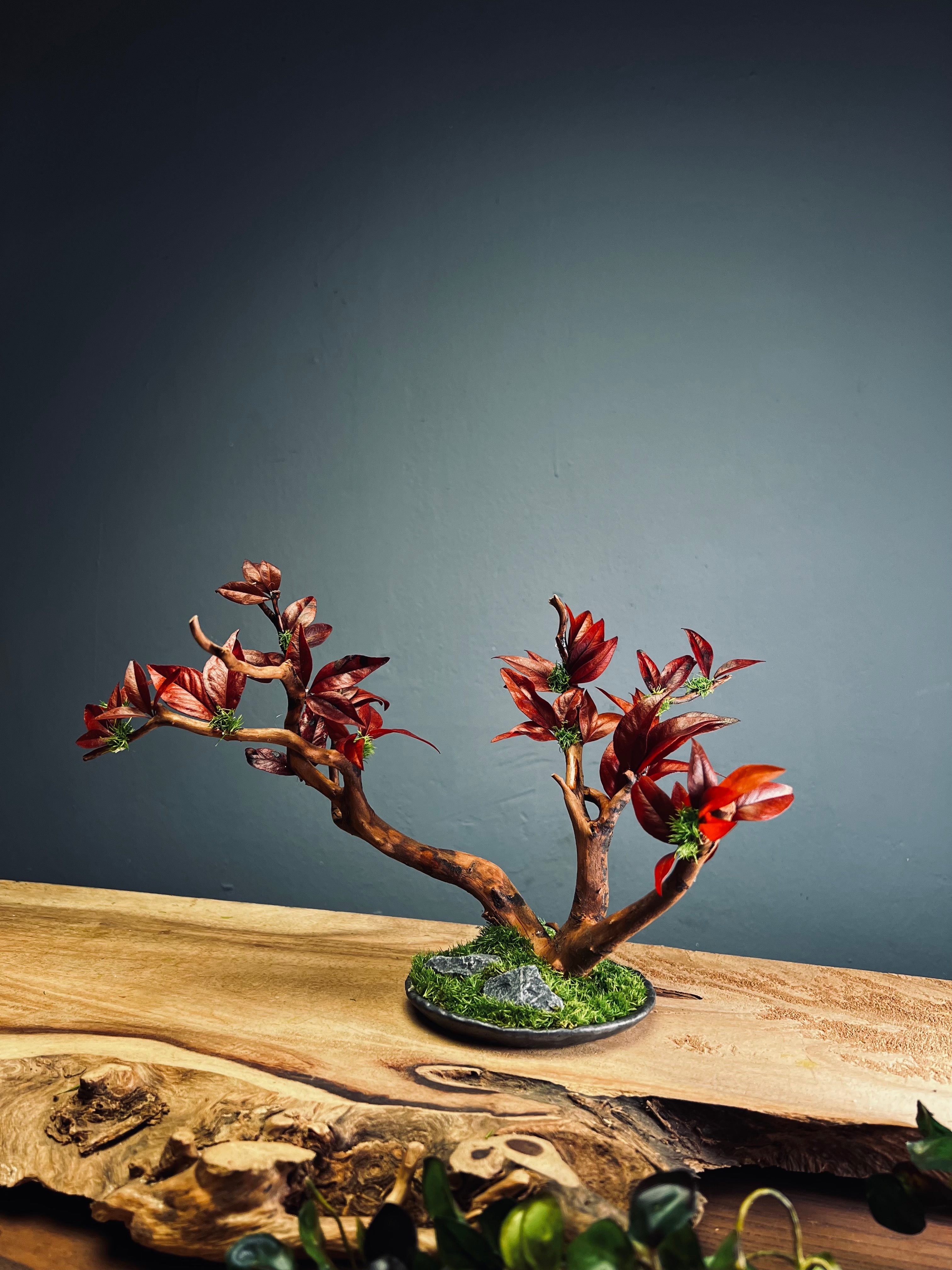 Theatre of Autumn (Preserved Plants)