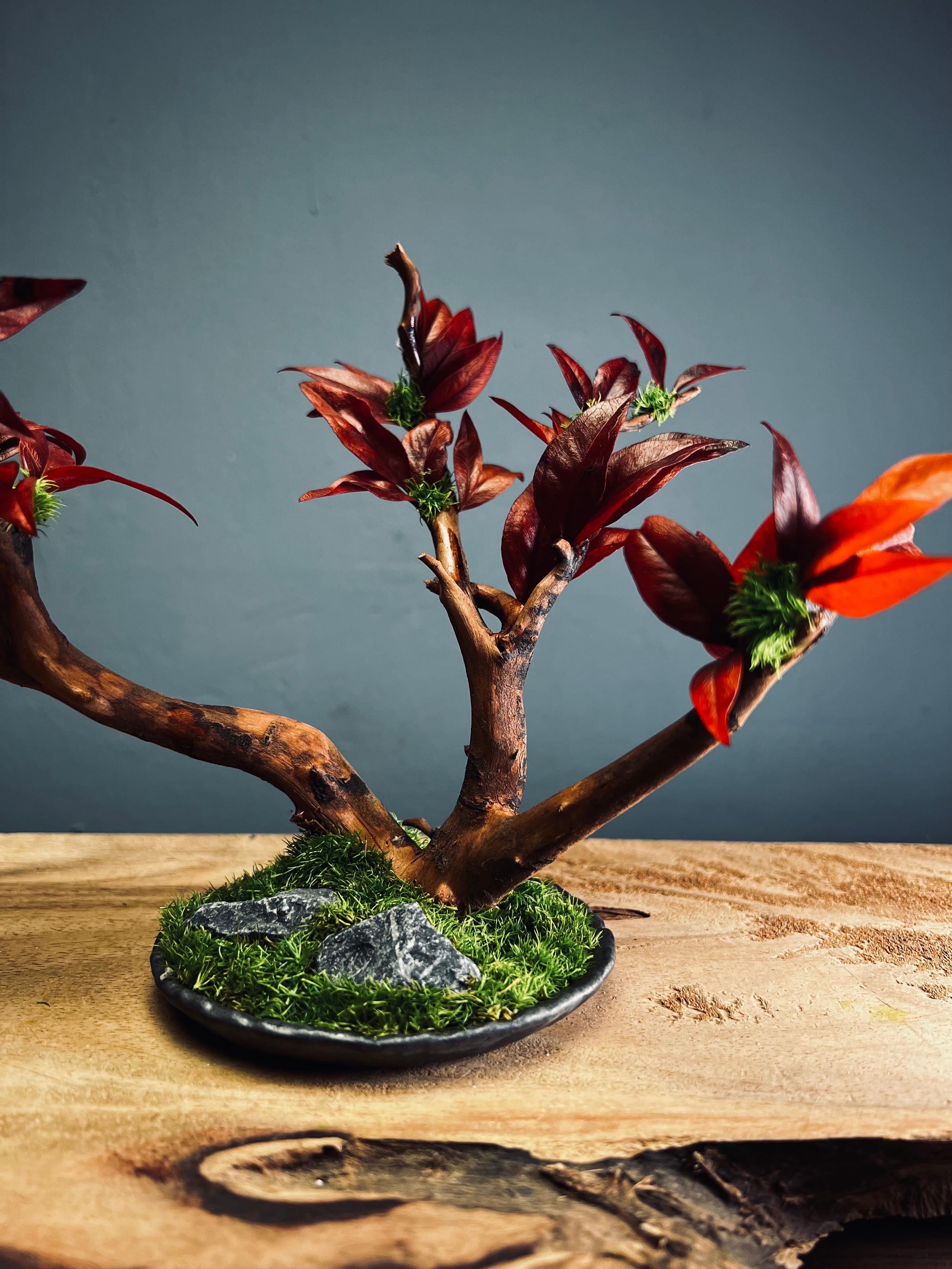 Theatre of Autumn (Preserved Plants)