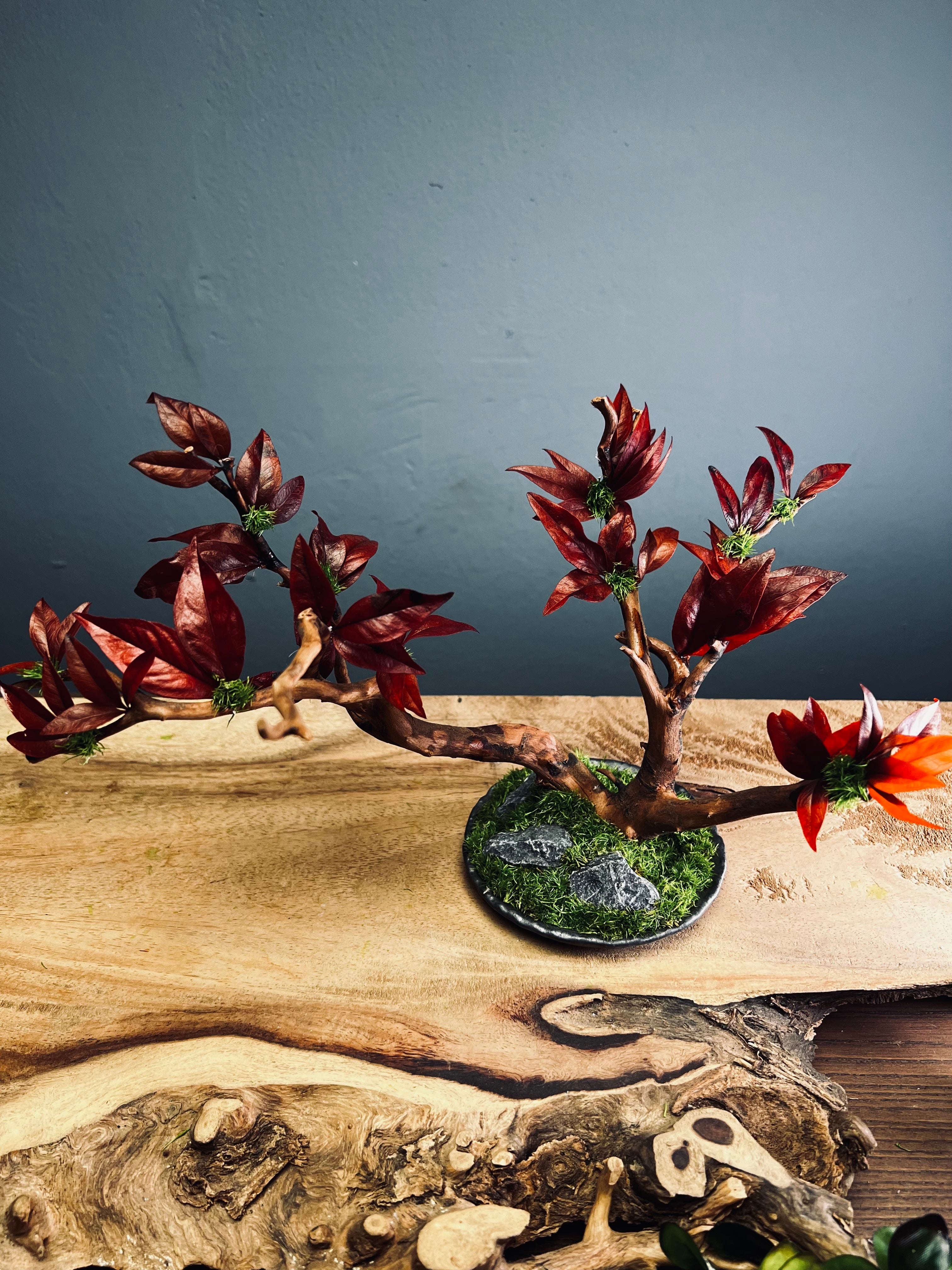 Theatre of Autumn (Preserved Plants)
