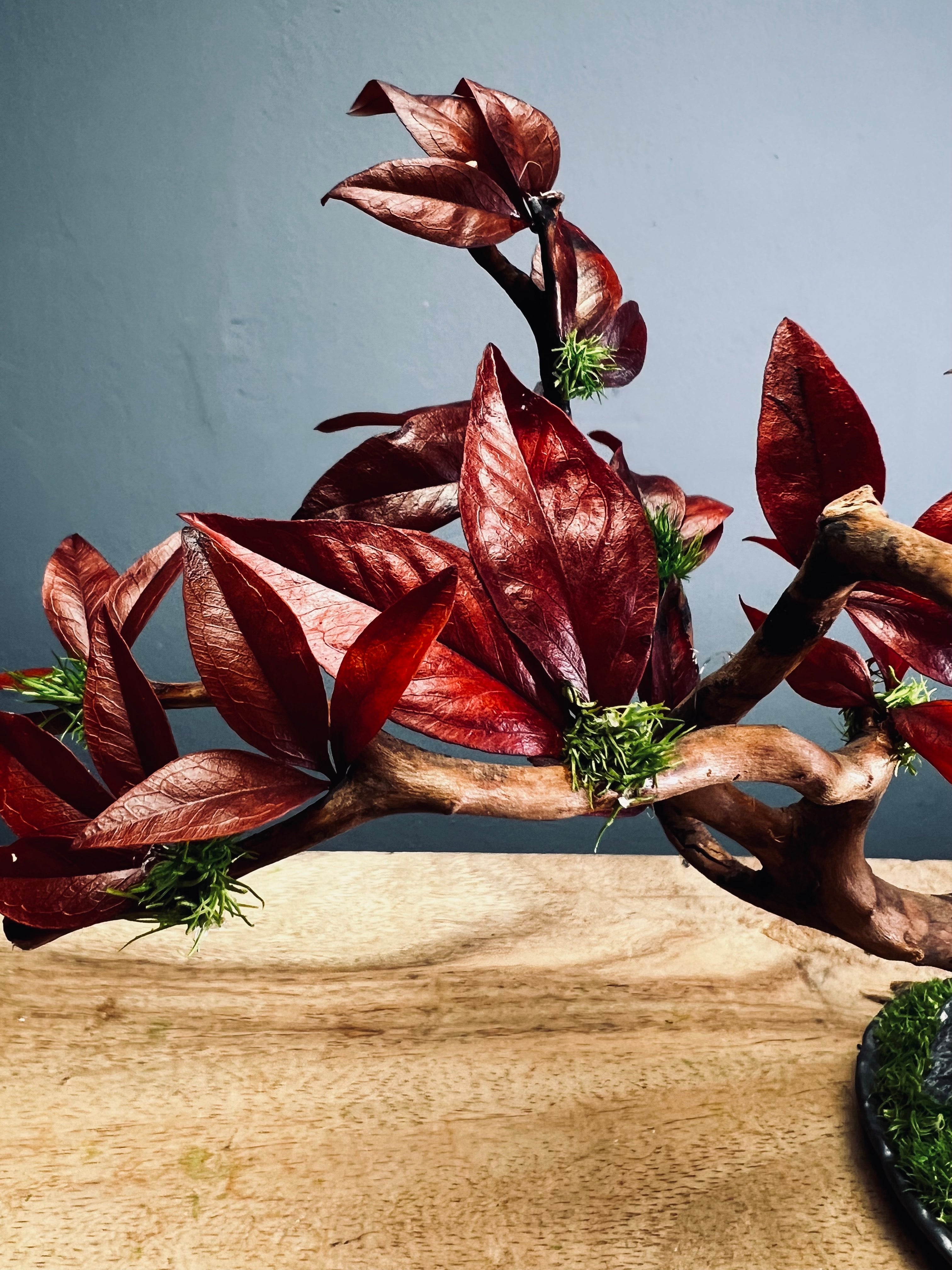 Theatre of Autumn (Preserved Plants)