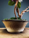 Children of the Forest - Large version (Preserved Plants)