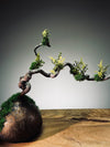 Slow Wood - The Journey - Dragon Date in Spring (Preserved Plants)