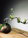 Slow Wood - The Journey - Dragon Date in Spring (Preserved Plants)