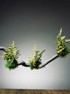 Slow Wood - The Journey - Dragon Date in Spring (Preserved Plants)