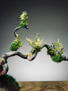 Slow Wood - The Journey - Dragon Date in Spring (Preserved Plants)