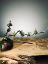 Slow Wood - The Journey - Dragon Date in Spring (Preserved Plants)