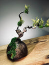 Slow Wood - The Journey - Dragon Date in Spring (Preserved Plants)