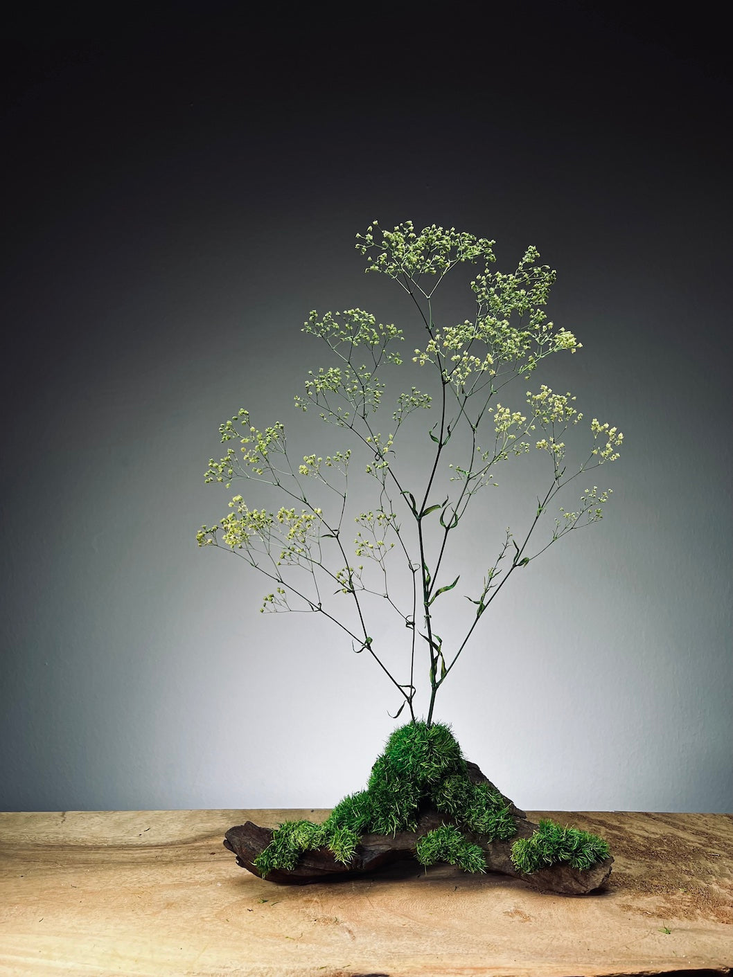 Baby's Dreams - Smaller version (Preserved Plants)