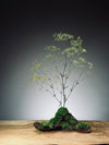 Baby's Dreams - Smaller version (Preserved Plants)