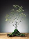 Baby's Dreams - Smaller version (Preserved Plants)