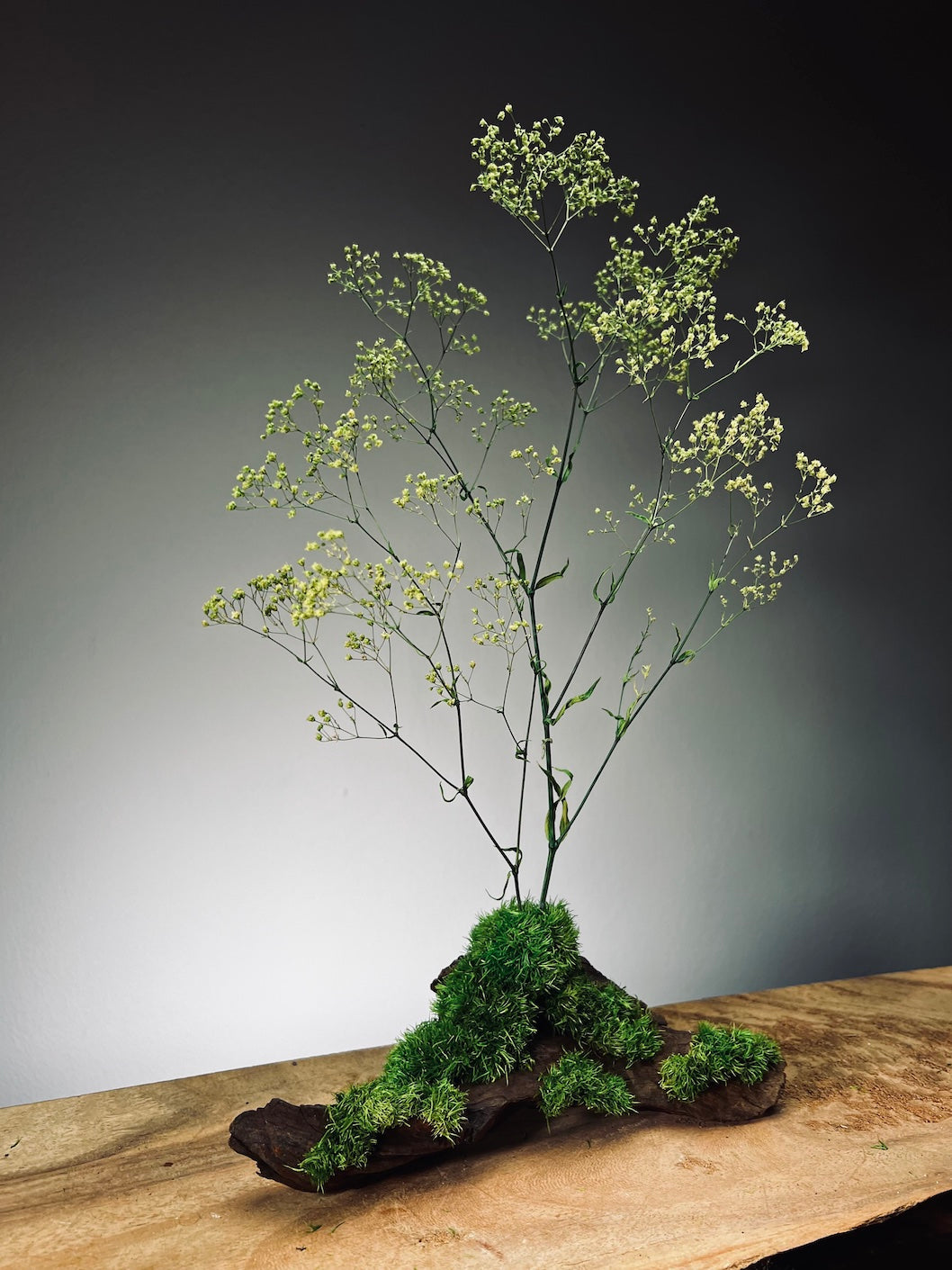 Baby's Dreams - Smaller version (Preserved Plants)