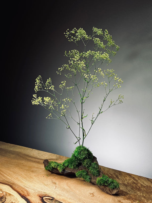 Baby's Dreams - Smaller version (Preserved Plants)