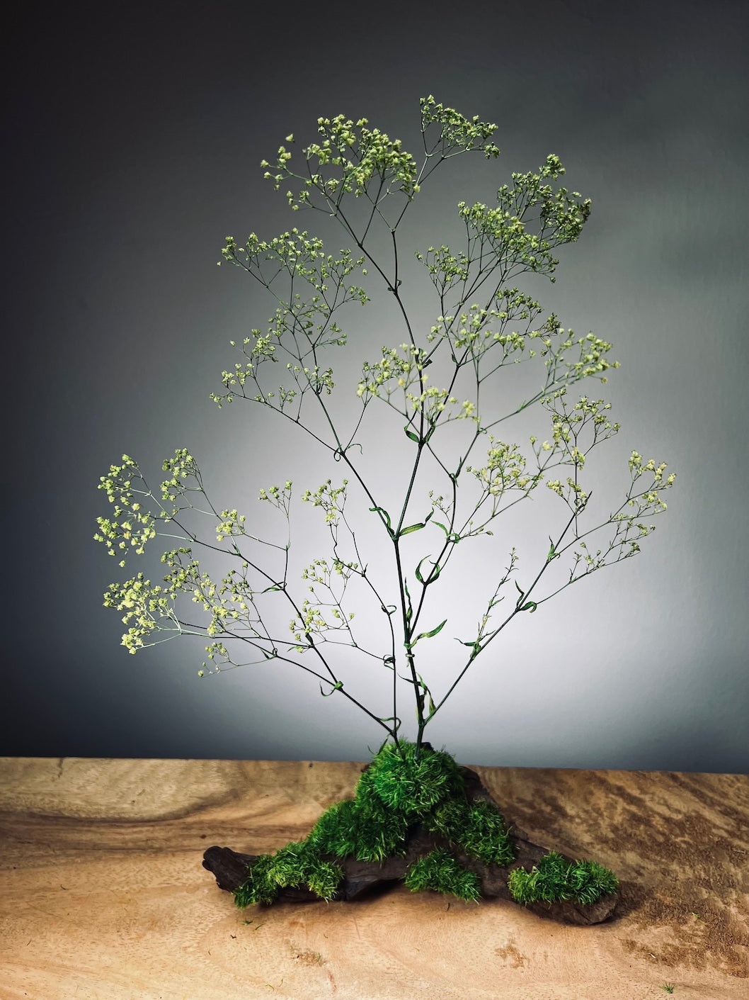 Baby's Dreams - Smaller version (Preserved Plants)