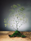 Baby's Dreams - Smaller version (Preserved Plants)