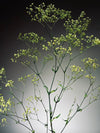 Baby's Dreams - Smaller version (Preserved Plants)