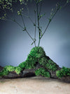 Baby's Dreams - Smaller version (Preserved Plants)