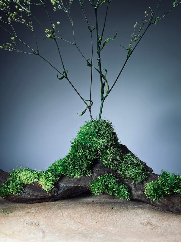 Baby's Dreams - Smaller version (Preserved Plants)
