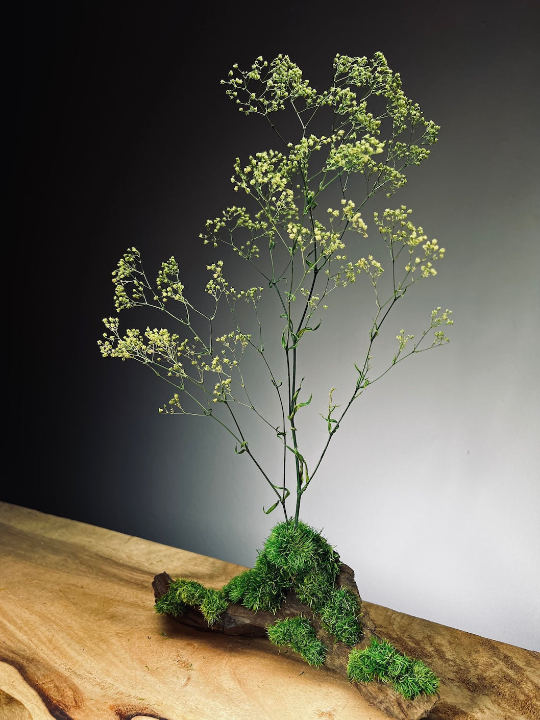 Baby's Dreams - Smaller version (Preserved Plants)