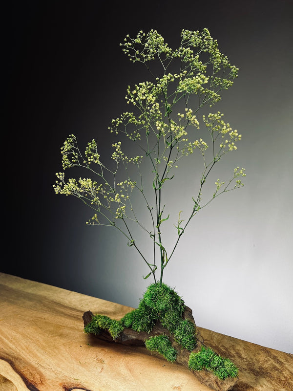Baby's Dreams - Smaller version (Preserved Plants)