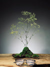 Baby's Dreams - Smaller version (Preserved Plants)