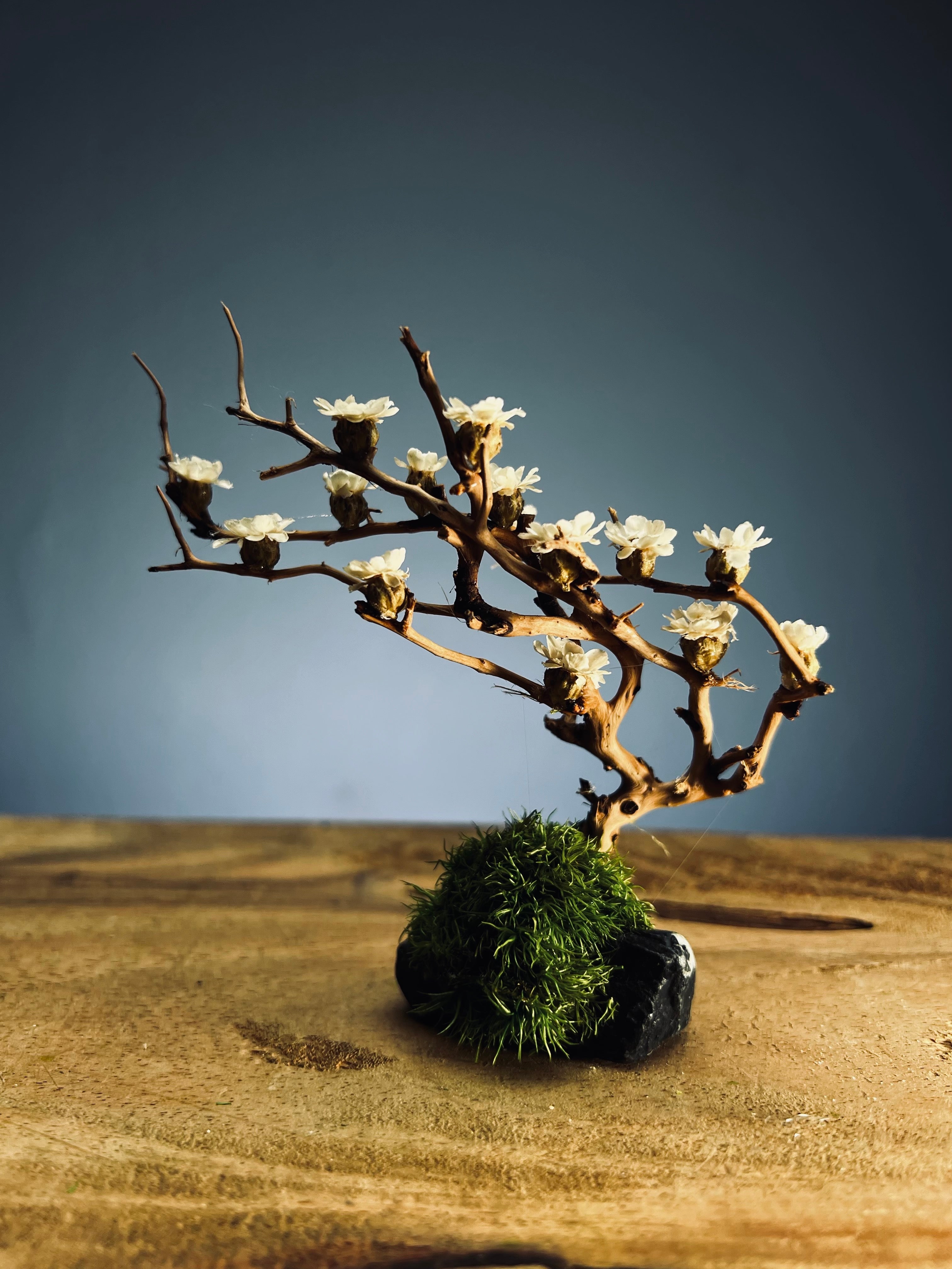 A Small Tree in the East - Winter Bloom (Preserved Plants)