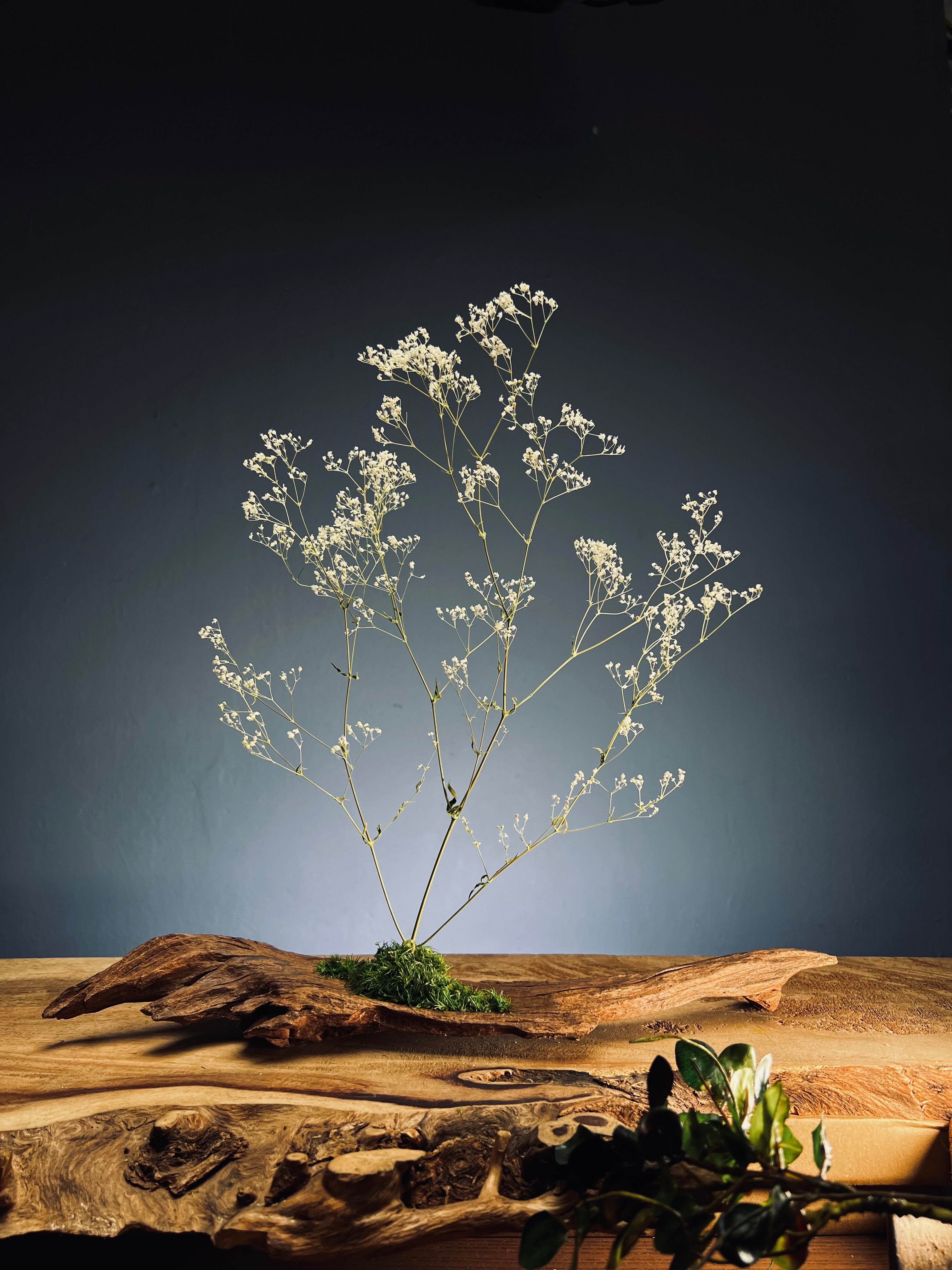 Baby's Dreams (Preserved Plants)