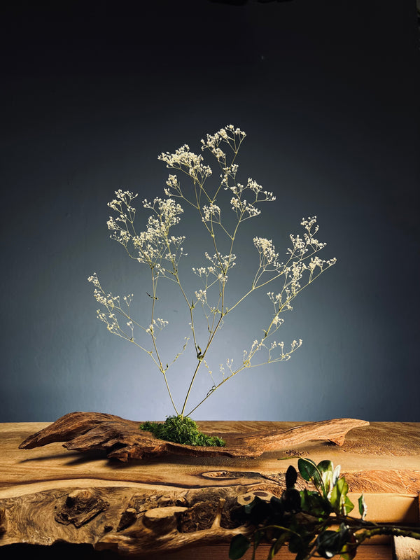 Baby's Dreams (Preserved Plants)