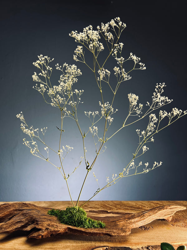 Baby's Dreams (Preserved Plants)