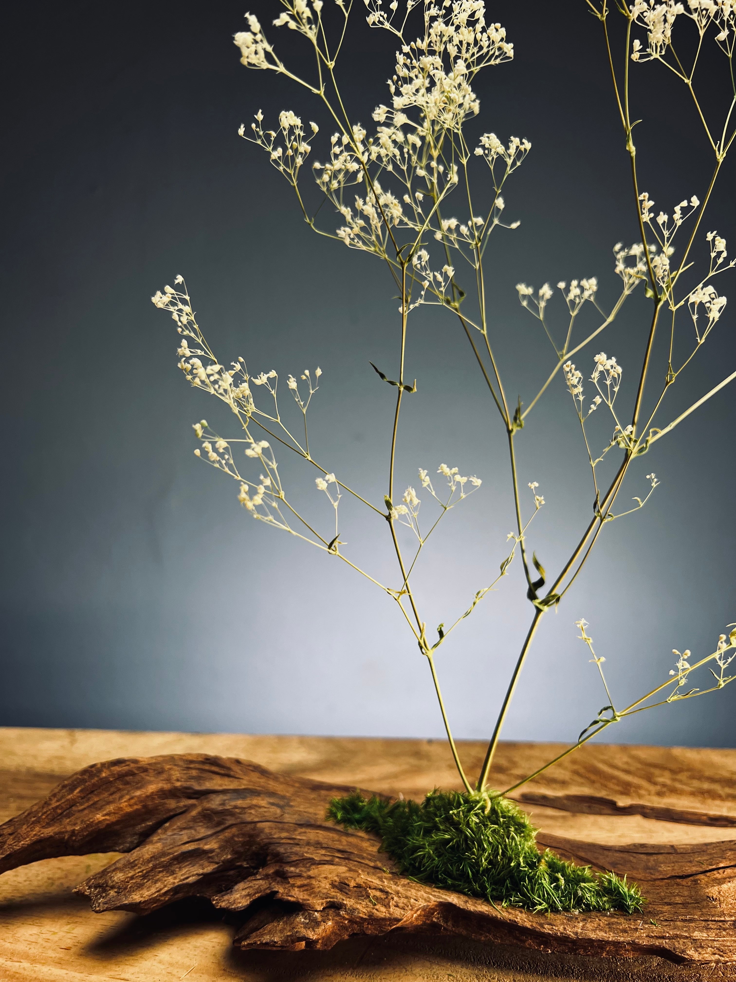 Baby's Dreams (Preserved Plants)