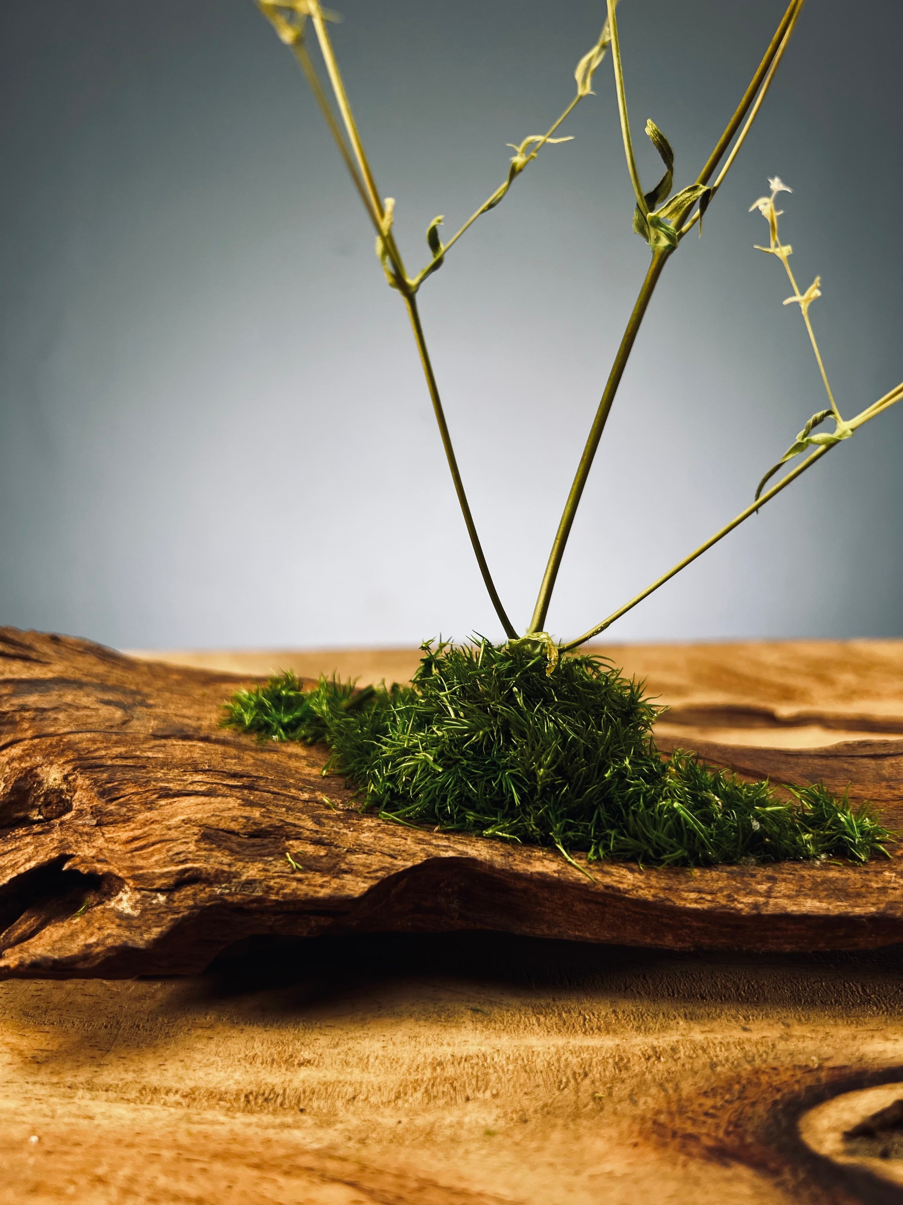 Baby's Dreams (Preserved Plants)