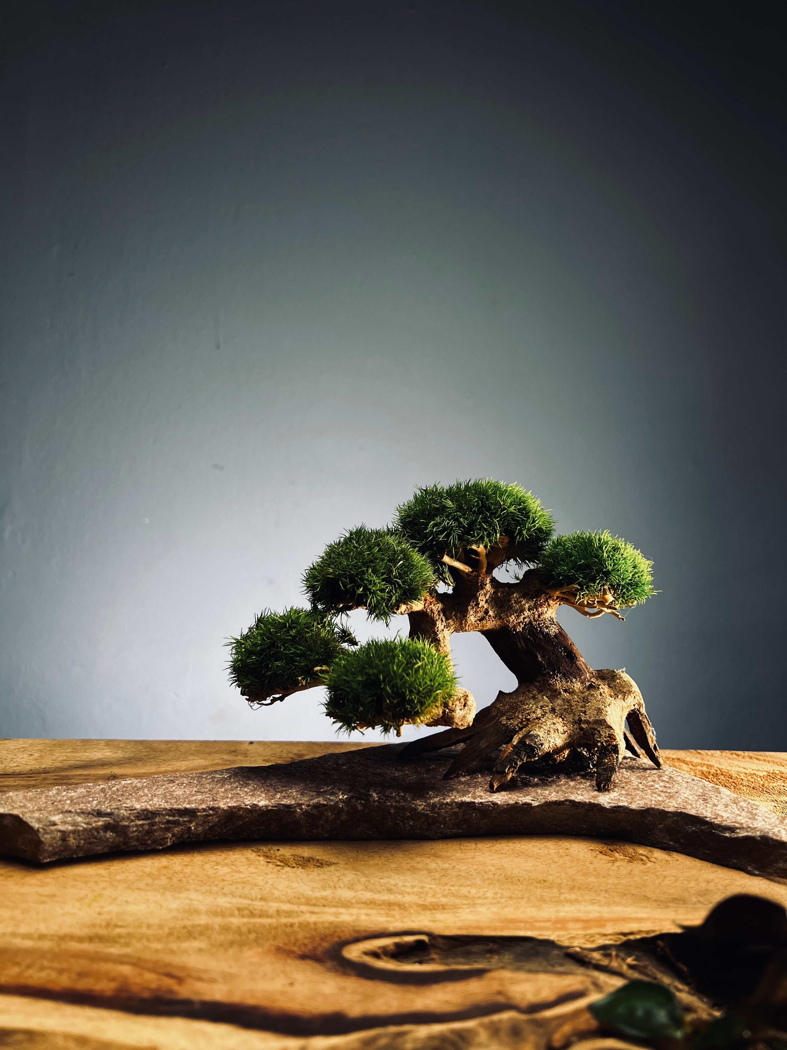 Slow Wood - Young - Stony edition (Preserved Plants)