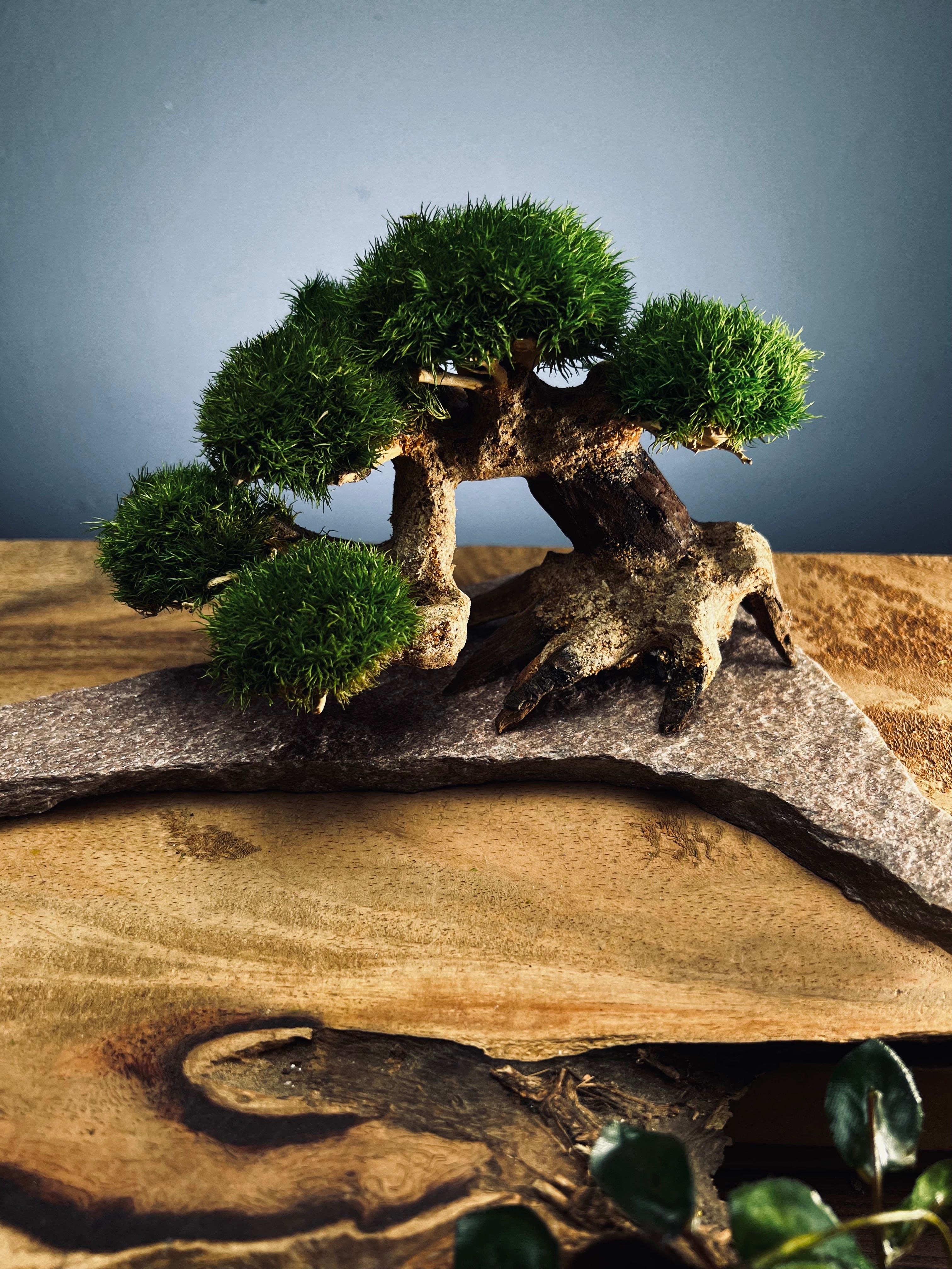 Slow Wood - Young - Stony edition (Preserved Plants)