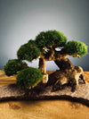 Slow Wood - Young - Stony edition (Preserved Plants)