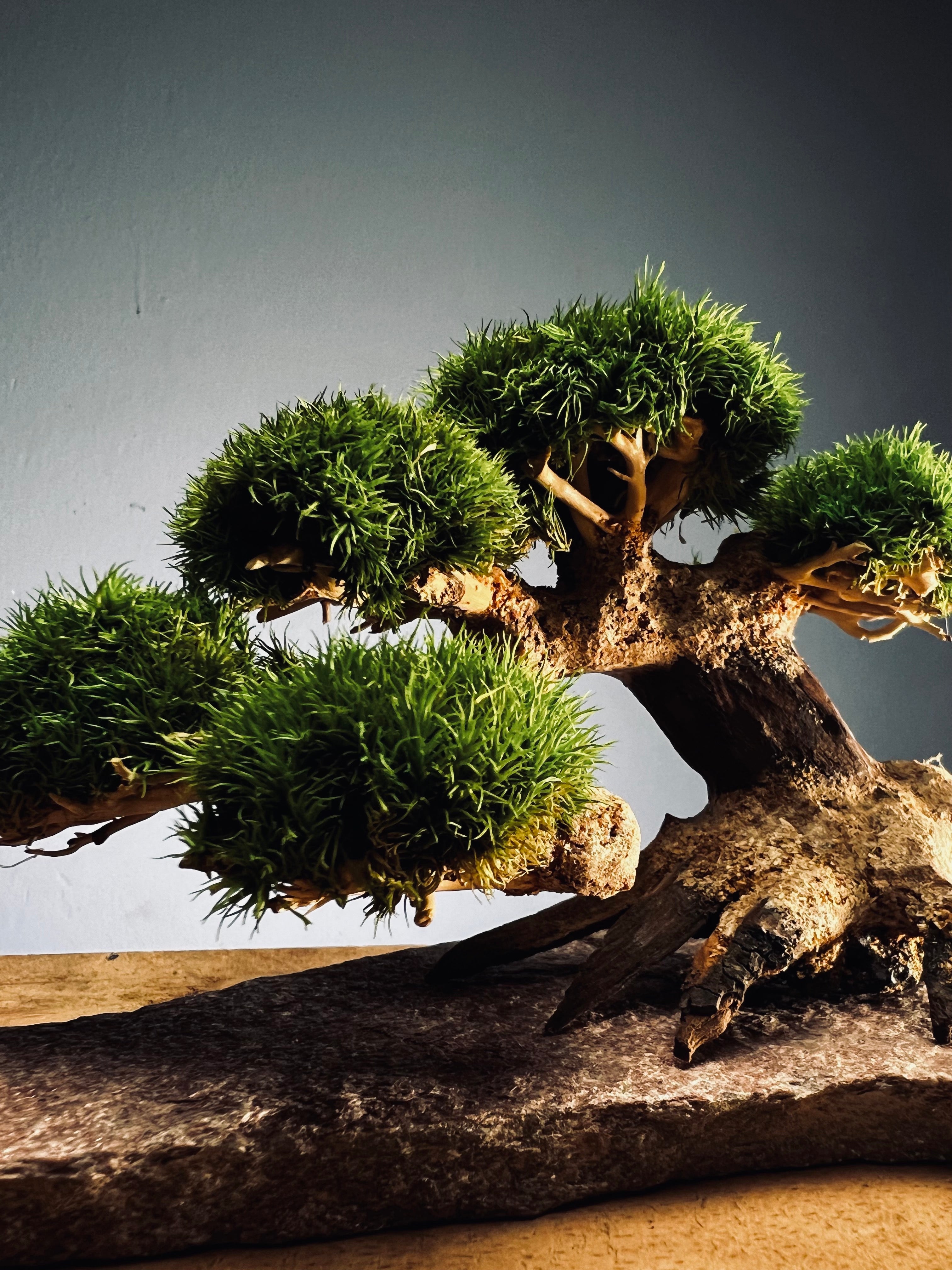 Slow Wood - Young - Stony edition (Preserved Plants)