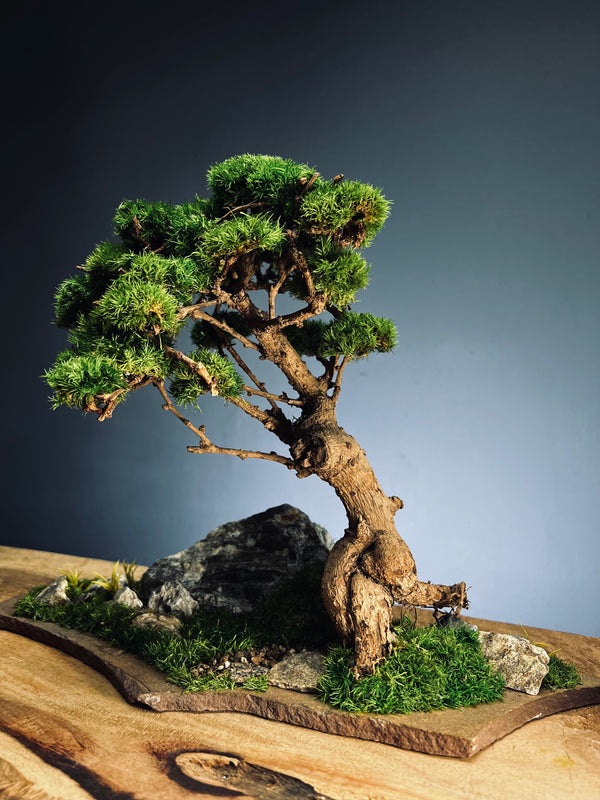 Grove in Chianti (Preserved Plants)