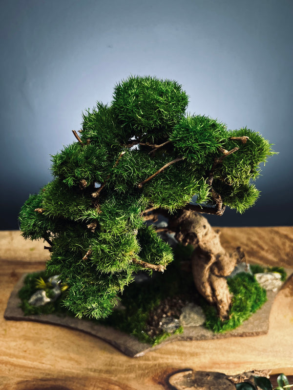 Grove in Chianti (Preserved Plants)