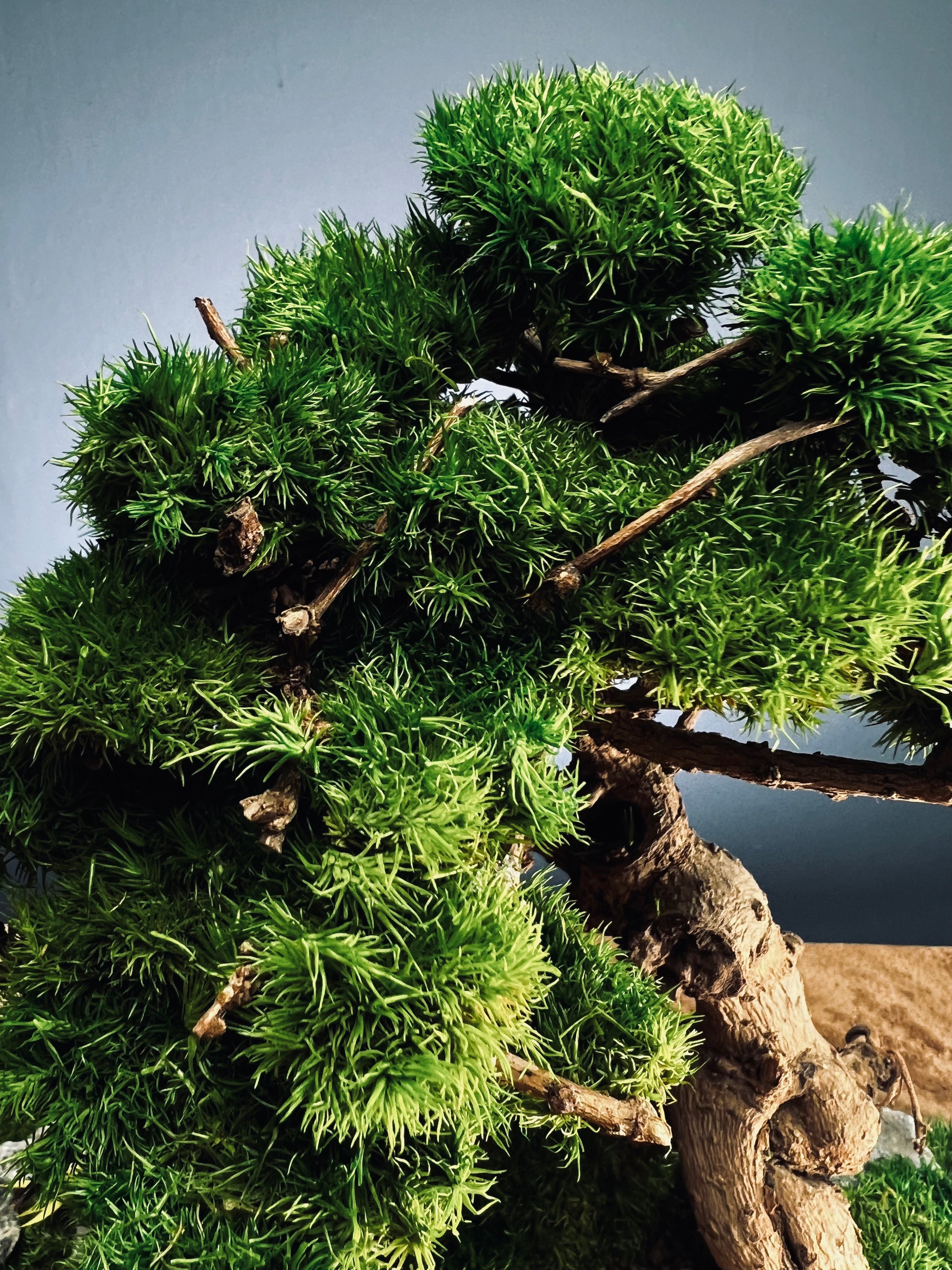 Grove in Chianti (Preserved Plants)