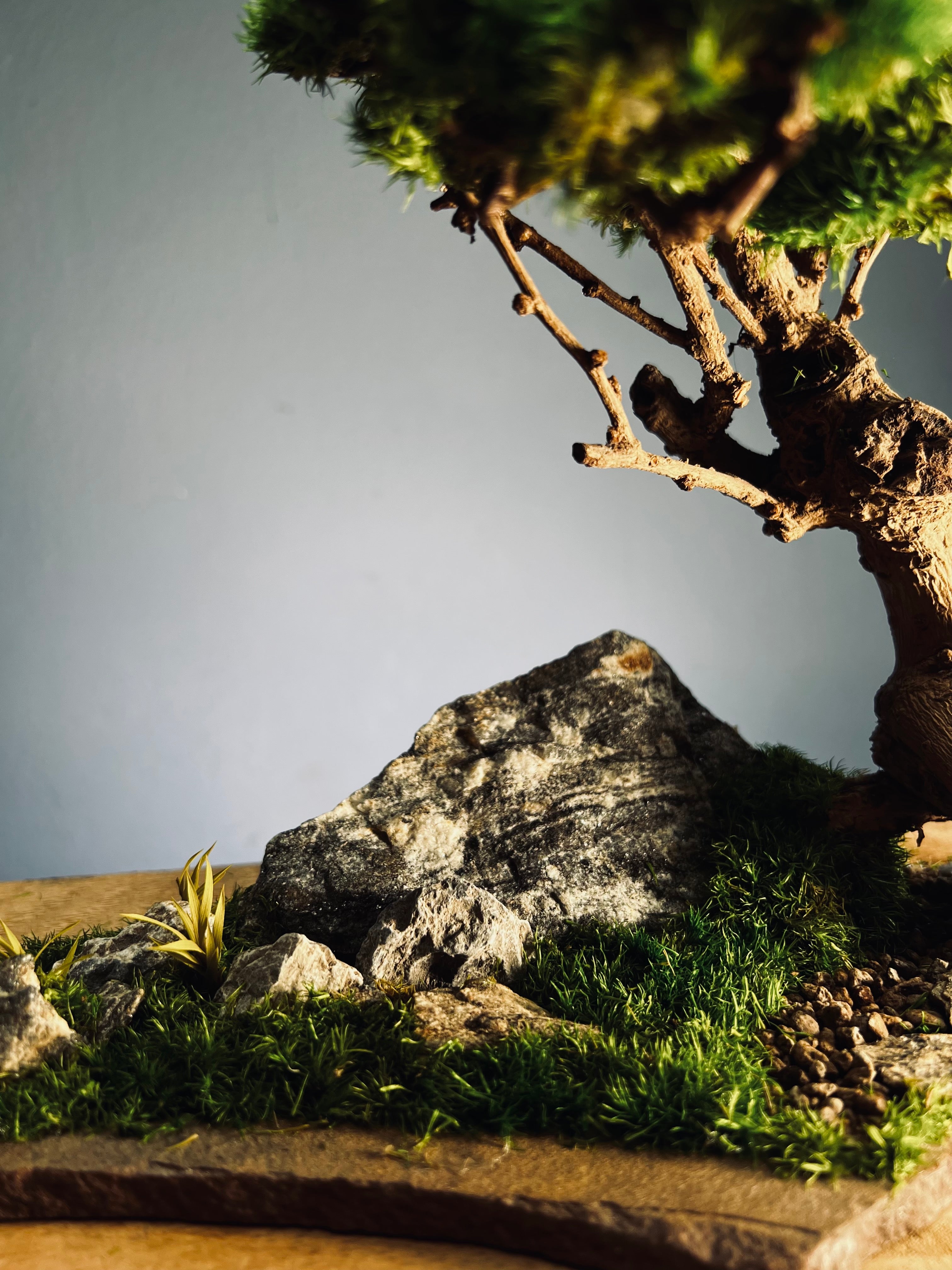 Grove in Chianti (Preserved Plants)