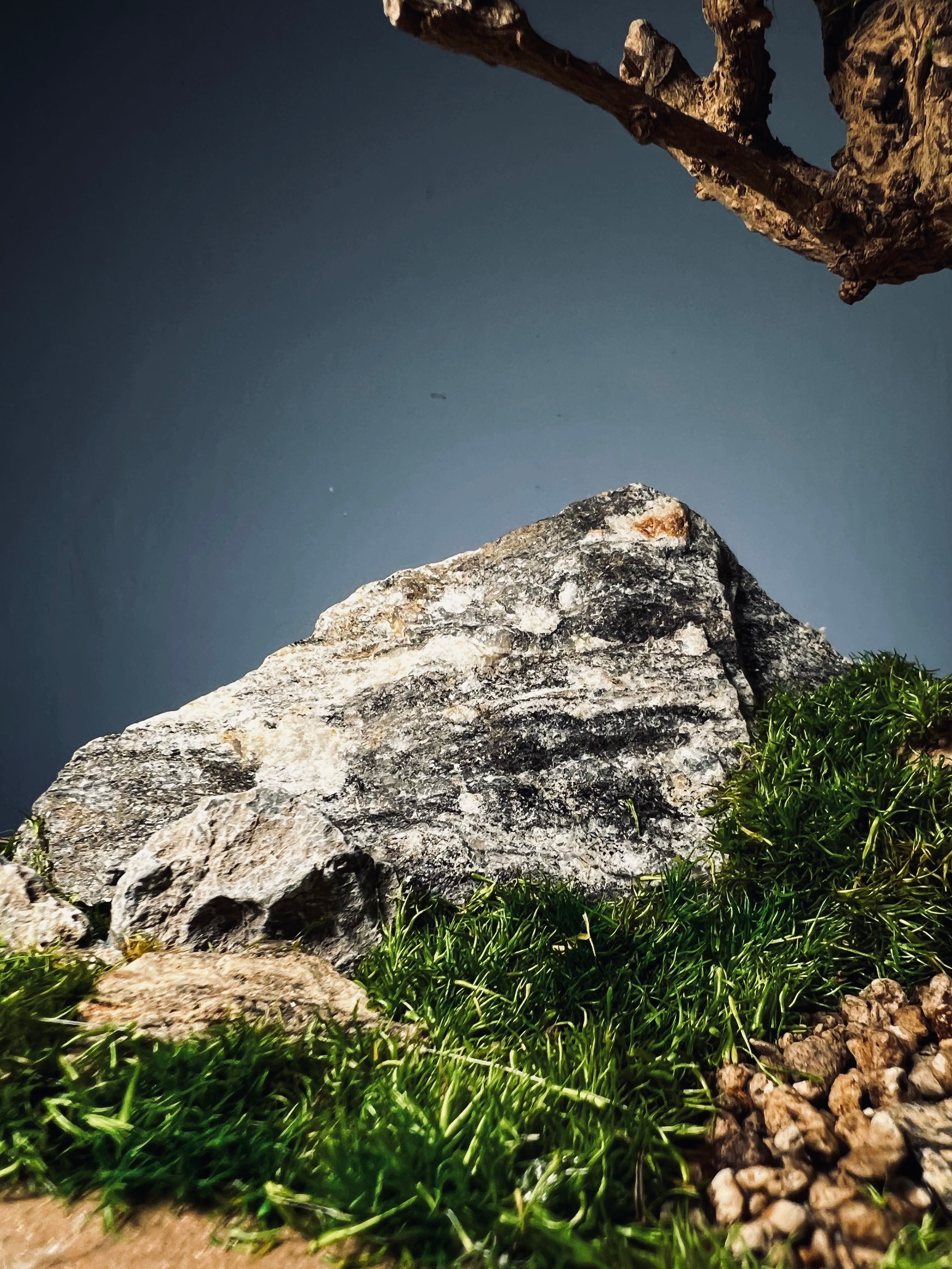 Grove in Chianti (Preserved Plants)