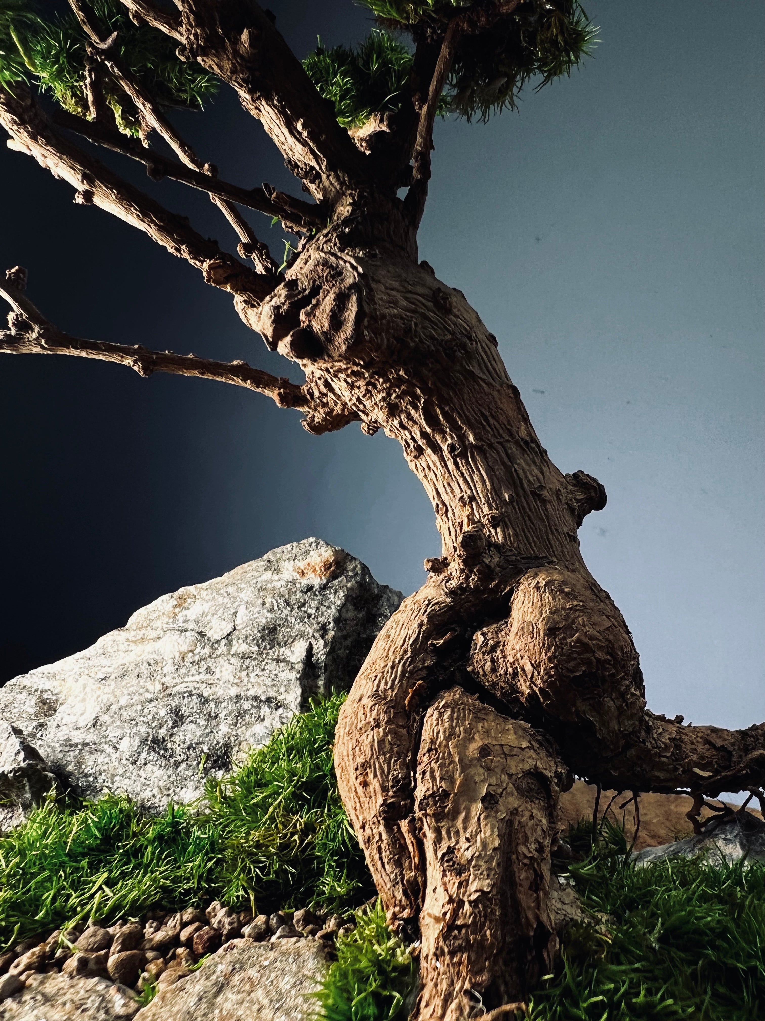 Grove in Chianti (Preserved Plants)