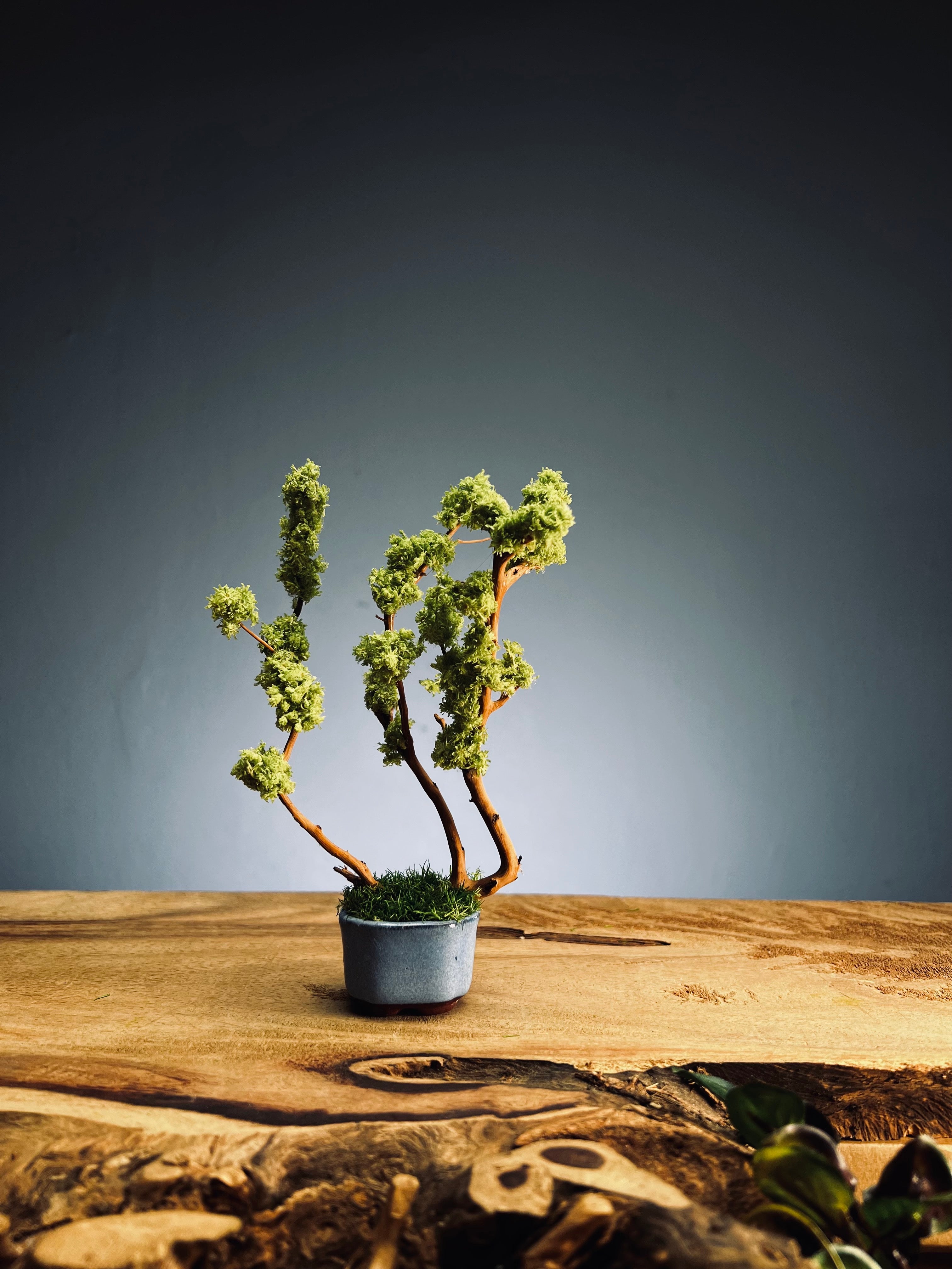 A Small Tree in the East - Teen (Preserved Plants)