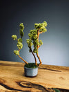 A Small Tree in the East - Teen (Preserved Plants)