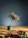 Kindling - Statice edition - Smaller version (Preserved Plants)