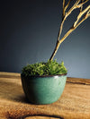 Kindling - Statice edition - Smaller version (Preserved Plants)