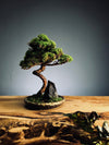 Juniper by the Winding Path - Blackstone edition (Preserved Plants)